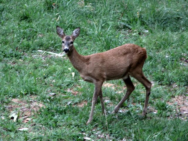 img_1896.jpg